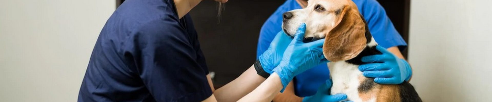 vet